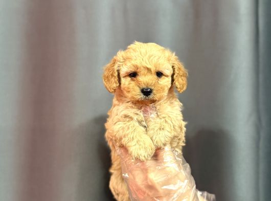 Bi̇blo Yüzlü Malti̇poo Bebekler