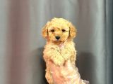 Bi̇blo Yüzlü Malti̇poo Bebekler