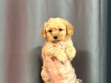 Bi̇blo Yüzlü Malti̇poo Bebekler