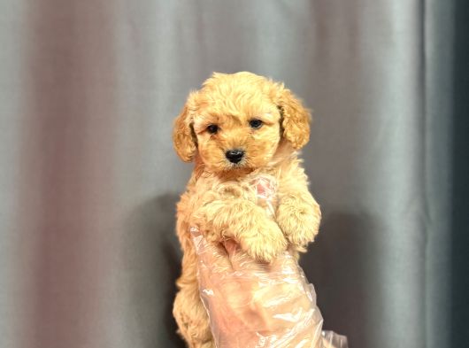 Bi̇blo Yüzlü Malti̇poo Bebekler görsel