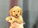 Renkli̇ Gözlü Malti̇poo Yavrular