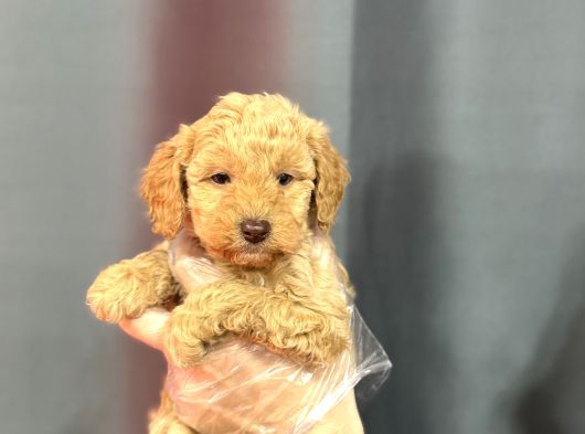 Renkli̇ Gözlü Malti̇poo Yavrular görsel