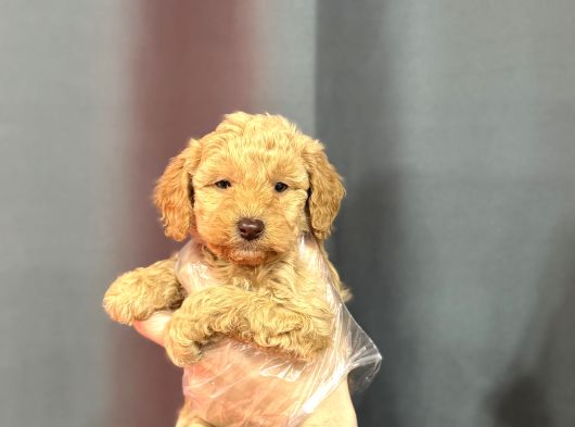 Renkli̇ Gözlü Malti̇poo Yavrular