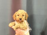 Renkli̇ Gözlü Malti̇poo Yavrular