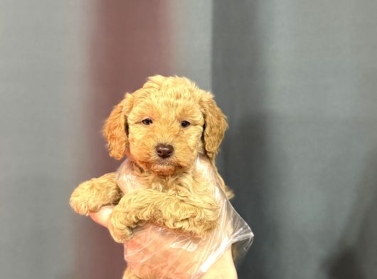 Renkli̇ Gözlü Malti̇poo Yavrular görsel