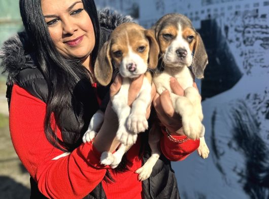Elizabeth Beagle Yavrularım görsel