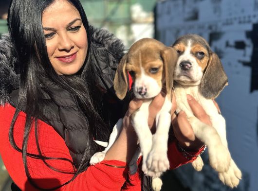Elizabeth Beagle Yavrularım