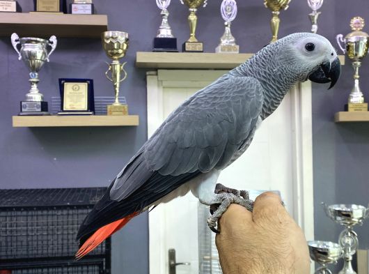 8 Aylik Konuşan Bebek Jakomuz görsel