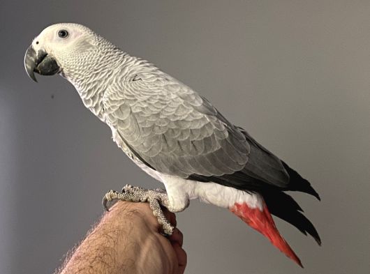 10 Aylık Evcil Jako Papağanımız görsel