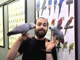 100 Keli̇me Konuşan Evci̇l Jako Papağanimiz