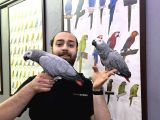 100 KELİME KONUŞAN EVCİL JAKO PAPAĞANIMIZ