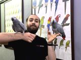 100 Keli̇me Konuşan Evci̇l Jako Papağanimiz