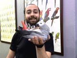 100 Keli̇me Konuşan Evci̇l Jako Papağanimiz