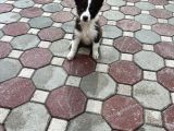 Bordercollie Yavrular