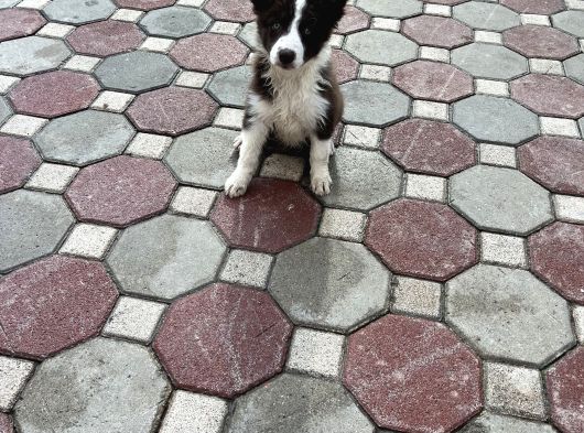 Bordercollie Yavrular görsel