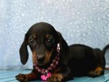 Siyah Dachshund Yavru Dakhund Sosis Köpek