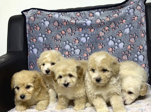 A Kalite Maltipoo Yavrularım görsel