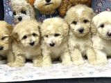 A Kalite Maltipoo Yavrularım