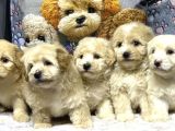 A Kalite Maltipoo Yavrularım