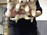 A Kalite Maltipoo Yavrularım