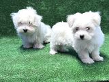 Maltese Terri̇er Yavru