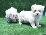 Maltese Terri̇er Yavru