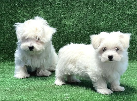 Maltese Terri̇er Yavru görsel