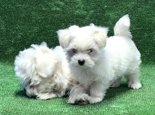 Maltese Terri̇er Yavru görsel