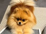 Yetişkin Aşıları Tam Teacup Pomeranian Boo