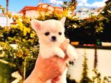 SEVİMLİ VE EĞİTİMLİ CHIHUAHUA YAVRULAR