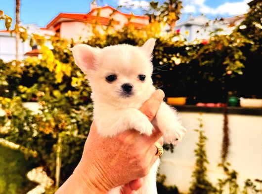Sevi̇mli̇ Ve Eği̇ti̇mli̇ Chihuahua Yavrular
