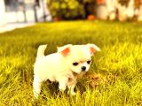 Sevi̇mli̇ Ve Eği̇ti̇mli̇ Chihuahua Yavrular