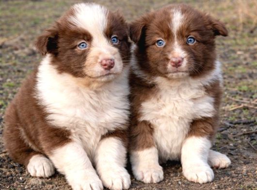 Bordercollie Yavrular
