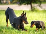 Ki̇ng Boy Mükemmel Doberman Yavrular