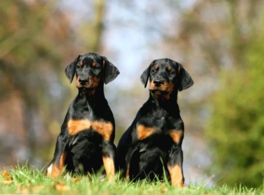 Ki̇ng Boy Mükemmel Doberman Yavrular görsel