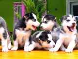 Husky Si̇bi̇rya Kurdu