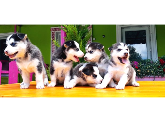 Husky Si̇bi̇rya Kurdu görsel