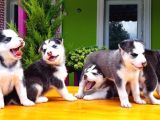 Husky Si̇bi̇rya Kurdu