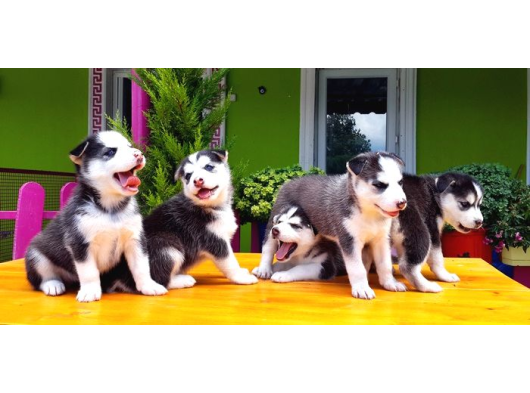 Husky Si̇bi̇rya Kurdu görsel