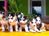 Husky Si̇bi̇rya Kurdu