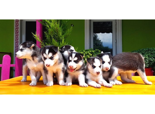 Husky Si̇bi̇rya Kurdu görsel