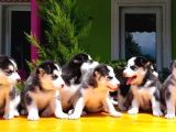 Husky Si̇bi̇rya Kurdu