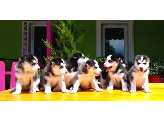 Husky Si̇bi̇rya Kurdu görsel