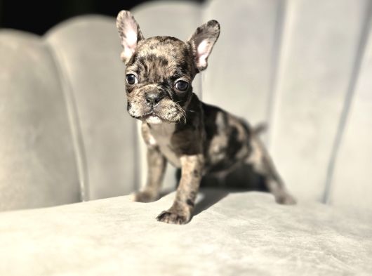 Tuvalet Eğitimli French Buldog Bebekler