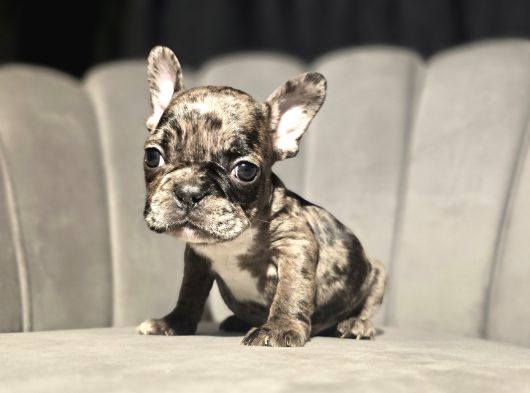 Tuvalet Eğitimli French Buldog Bebekler görsel