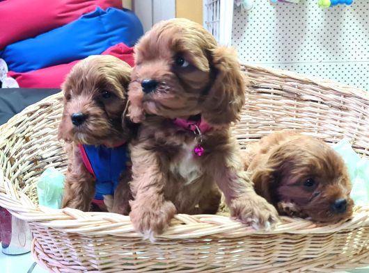 Kizil Orji̇nal Anne Baba Cavapoo Yavrular
