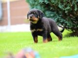 Secereli Soy Koca Kafa Rottweiler Yavrular