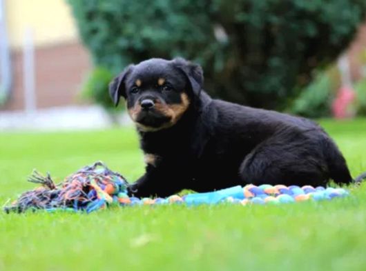 Secereli Soy Koca Kafa Rottweiler Yavrular görsel