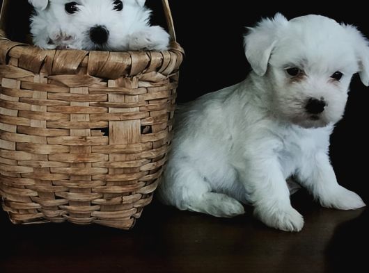 Mini boy oyuncak surat maltese bebekler