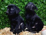 Ruhsatlı Çiftlikten Labrador Yavrular